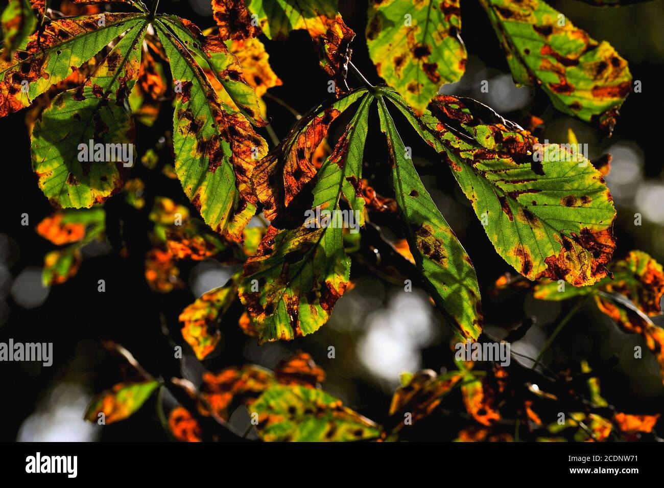 Horse chestnut leaf blotch hires stock photography and images Alamy
