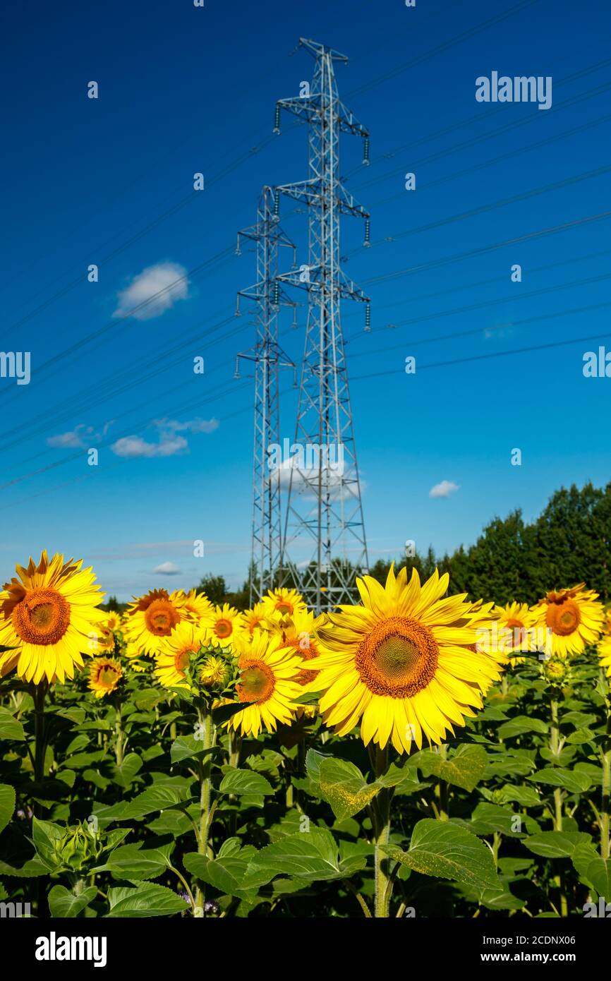 Field of blooming sunflowers on a background of blue sky and power line ...