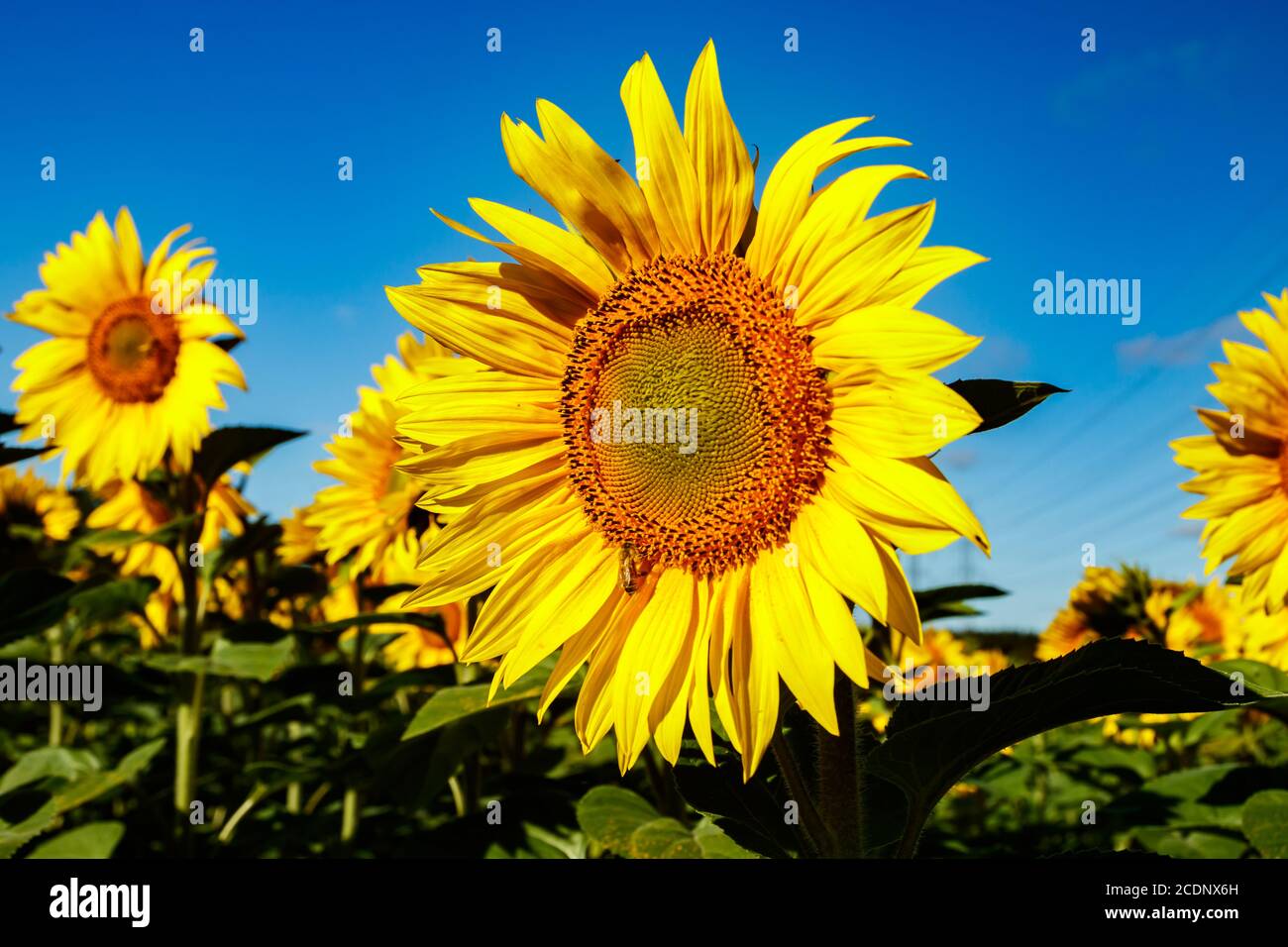 Field of blooming sunflowers on a background of blue sky Stock Photo ...