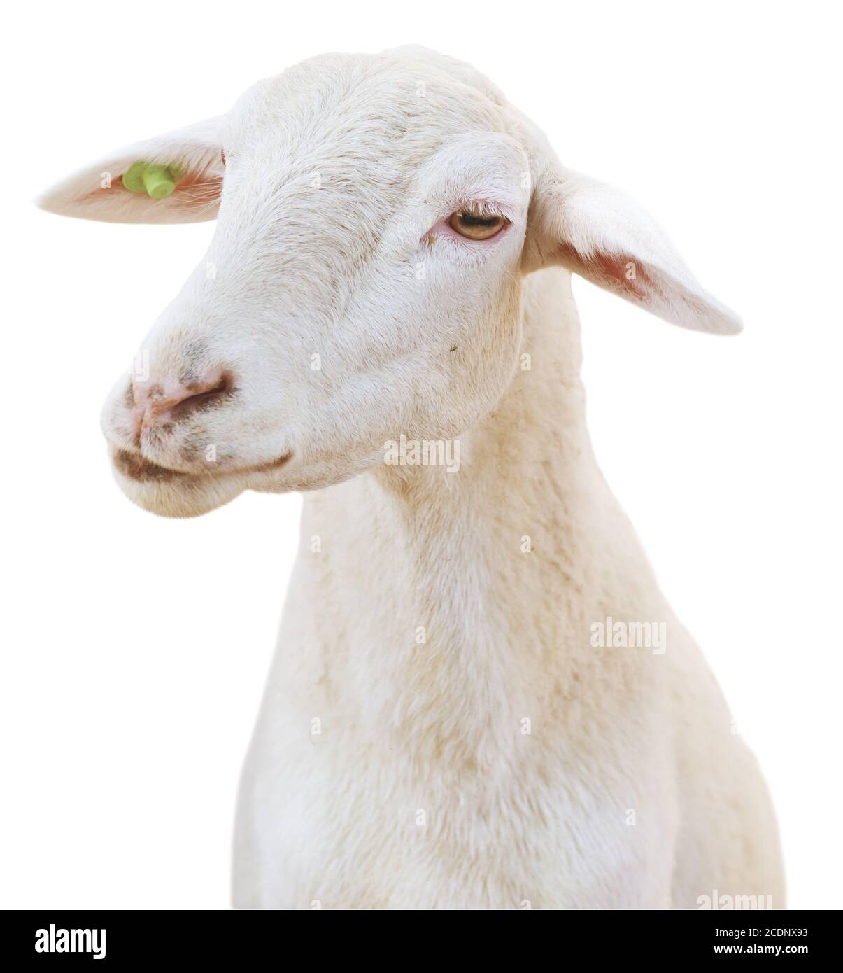 sheep isolated on white background Stock Photo