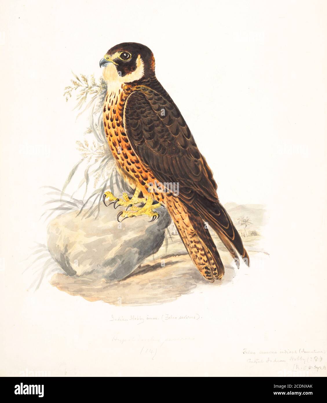 The Oriental hobby (Falco severus) is a species of falcon typically 27–30 cm long. It can be found in the northern parts of the Indian Subcontinent, across the eastern Himalayas and ranges southwards through Indochina to Australasia. 18th century watercolor painting by Elizabeth Gwillim. Lady Elizabeth Symonds Gwillim (21 April 1763 – 21 December 1807) was an artist married to Sir Henry Gwillim, Puisne Judge at the Madras high court until 1808. Lady Gwillim painted a series of about 200 watercolours of Indian birds. Produced about 20 years before John James Audubon, her work has been acclaimed Stock Photo