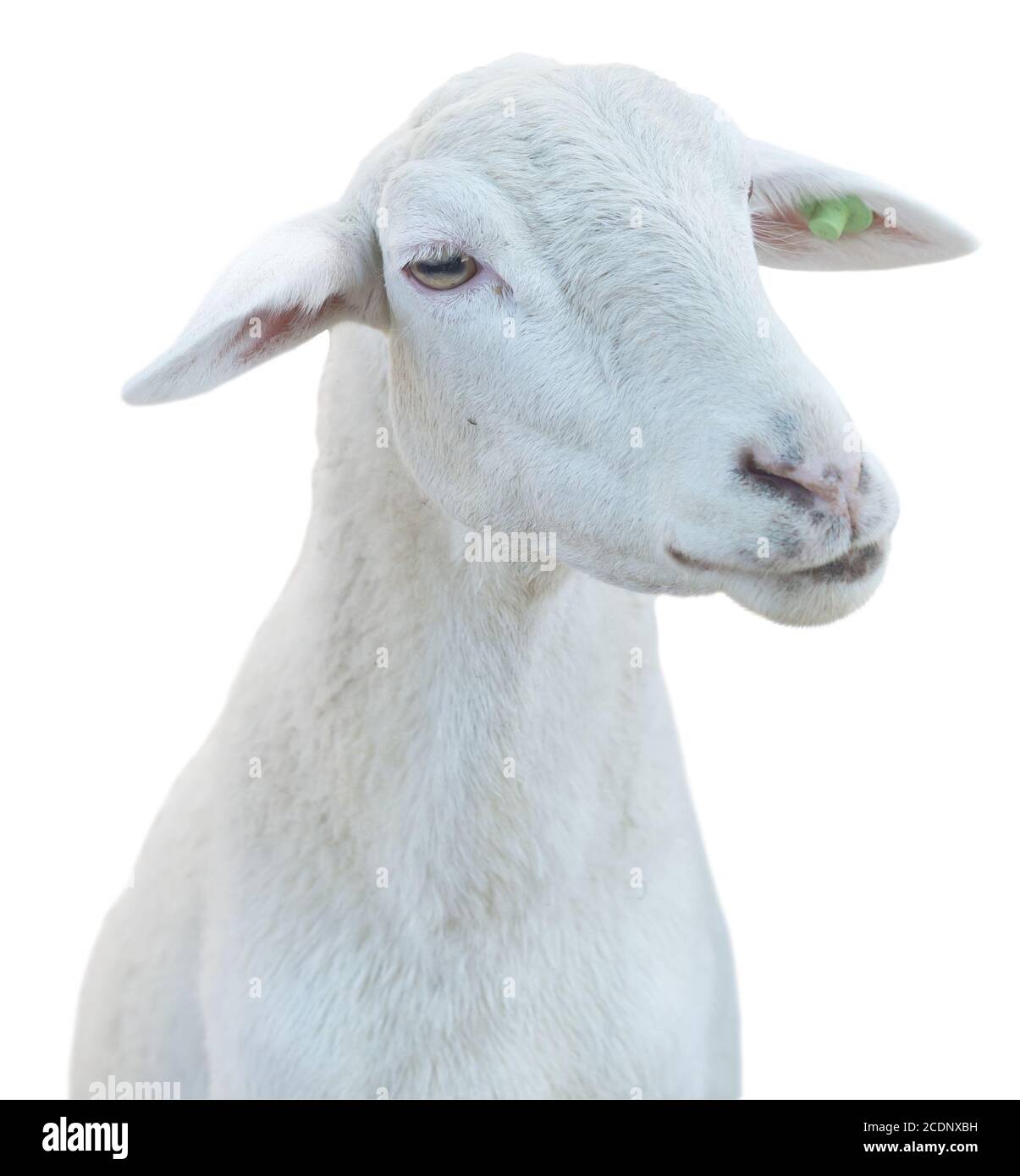 sheep isolated on white background Stock Photo