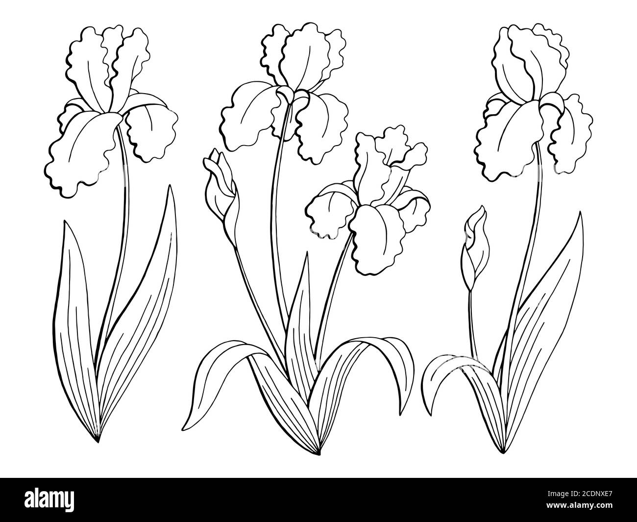 Iris flower graphic black white isolated sketch illustration set vector Stock Vector