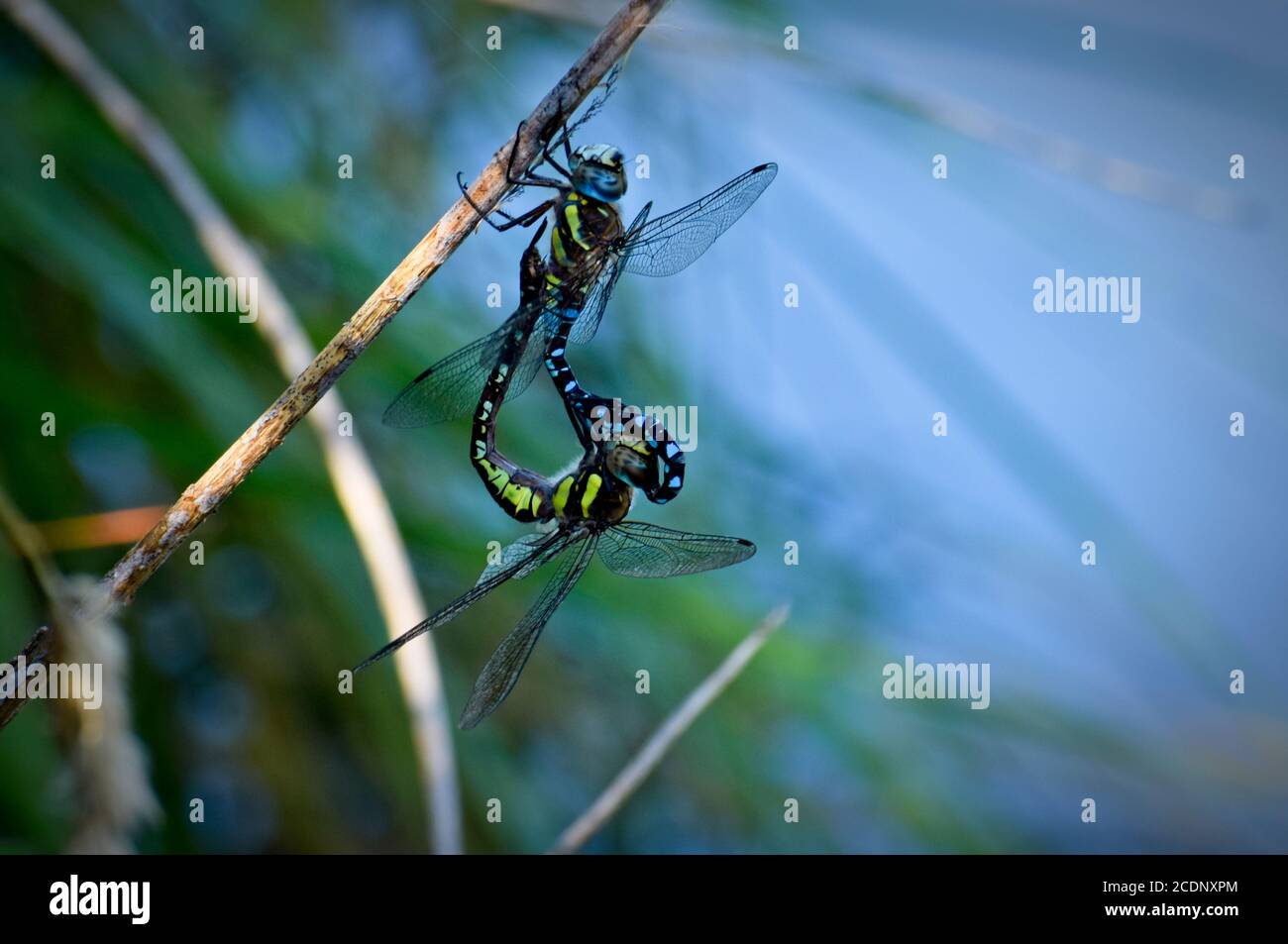 Odonata in love Stock Photo