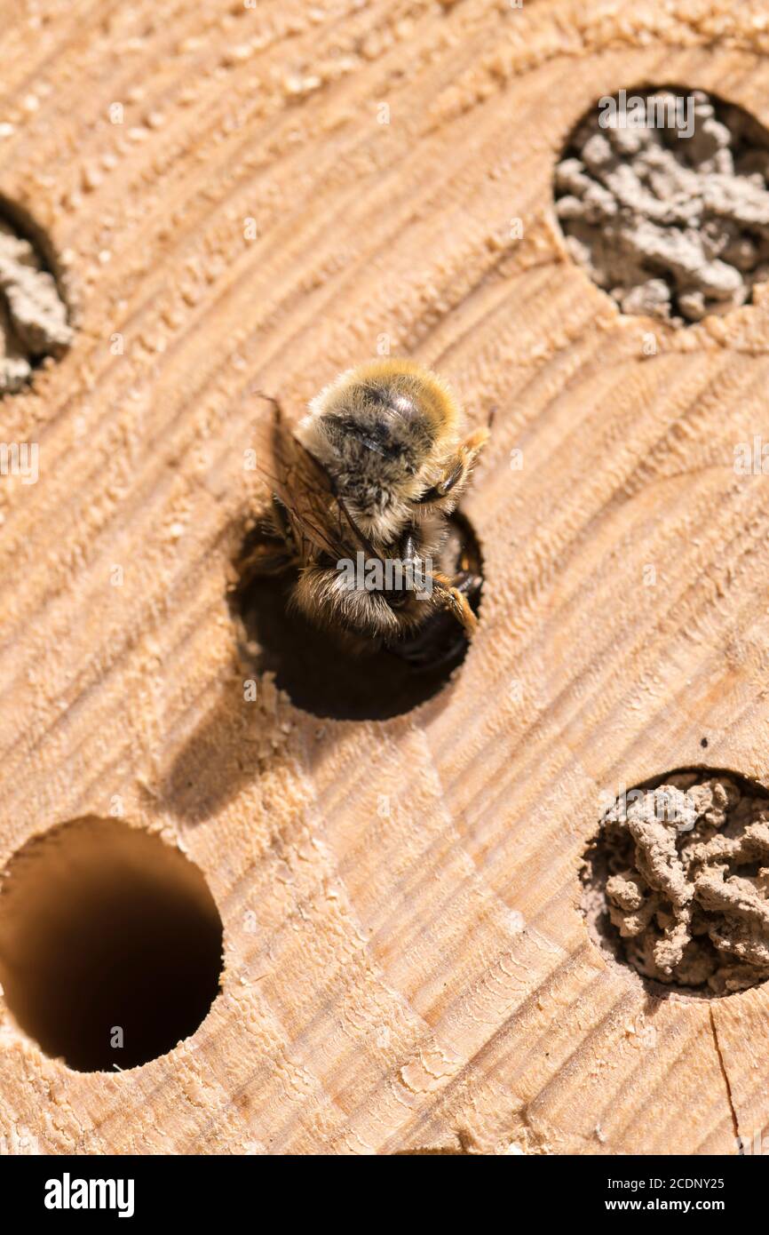Mason Bee Osmia rufa nest building in a solitary bee log hotel Stock Photo