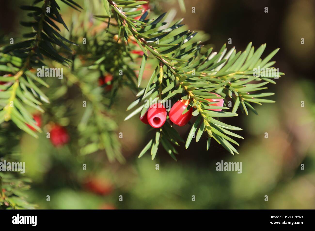 Yew tree with fruits in autumn Stock Photo
