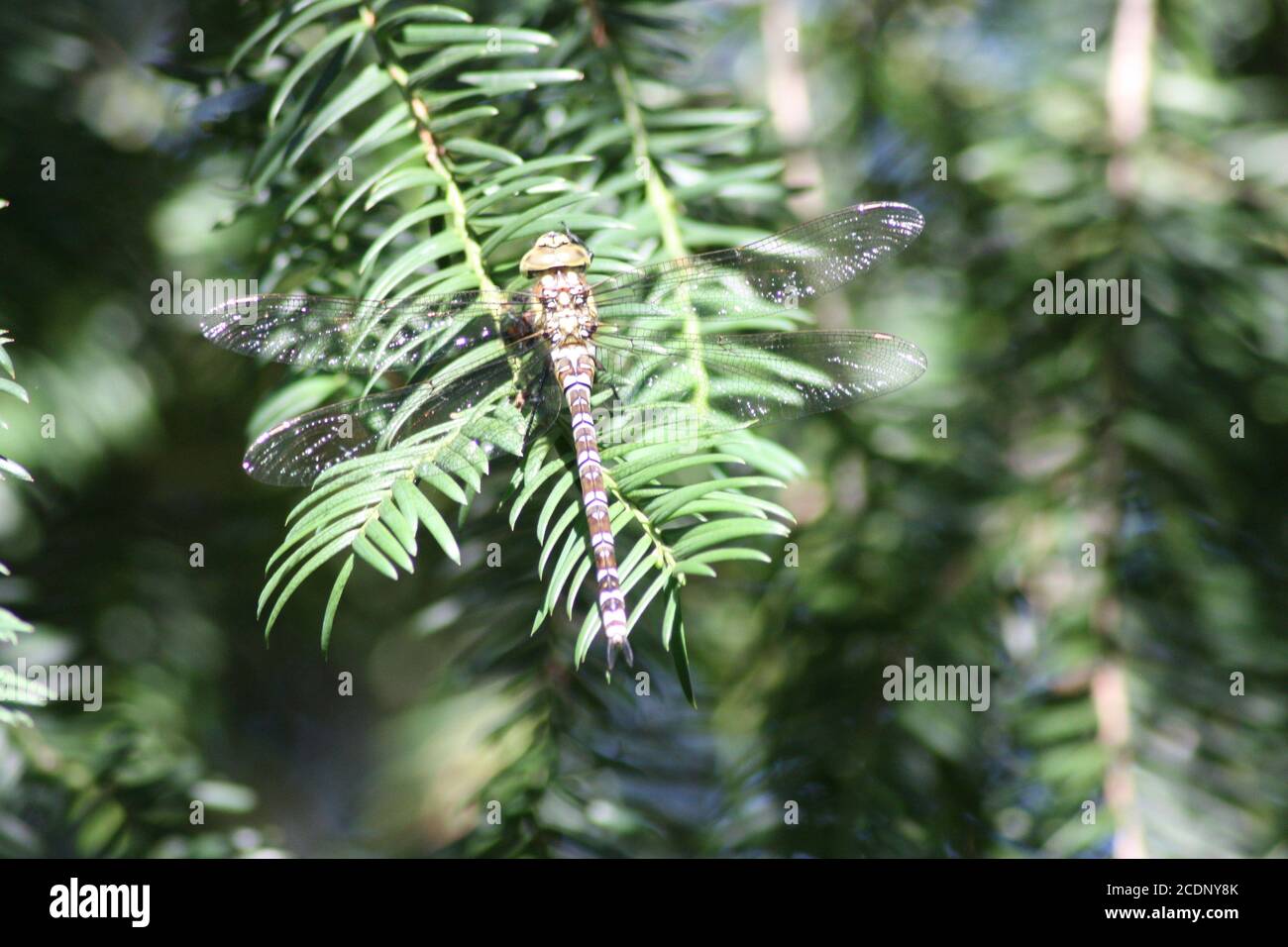 Large royal dragonfly on a pine branch Stock Photo - Alamy