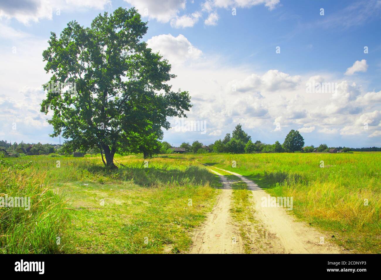 beautiful green tree on field with dirt road Stock Photo