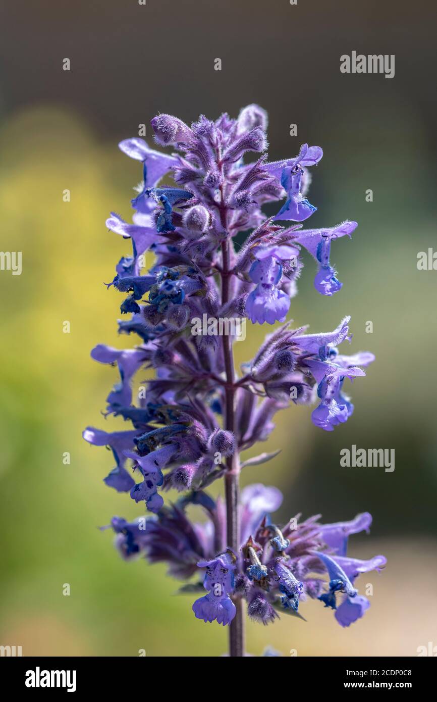 Catnip Nepeta Walkers low plant for pollenating insects Stock Photo