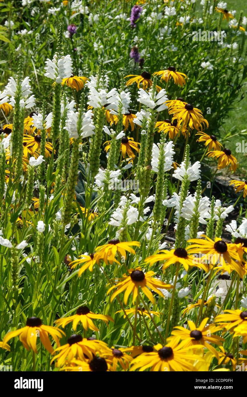 August garden flowers mixed flower bed border in summer yellow white garden Rudbeckia Obedient Plant Stock Photo