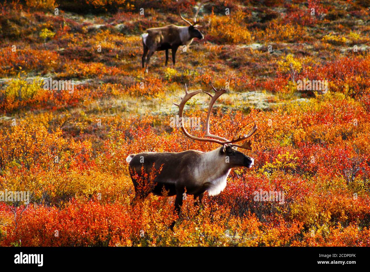 Caribou in the wild in autumn Alaska Stock Photo