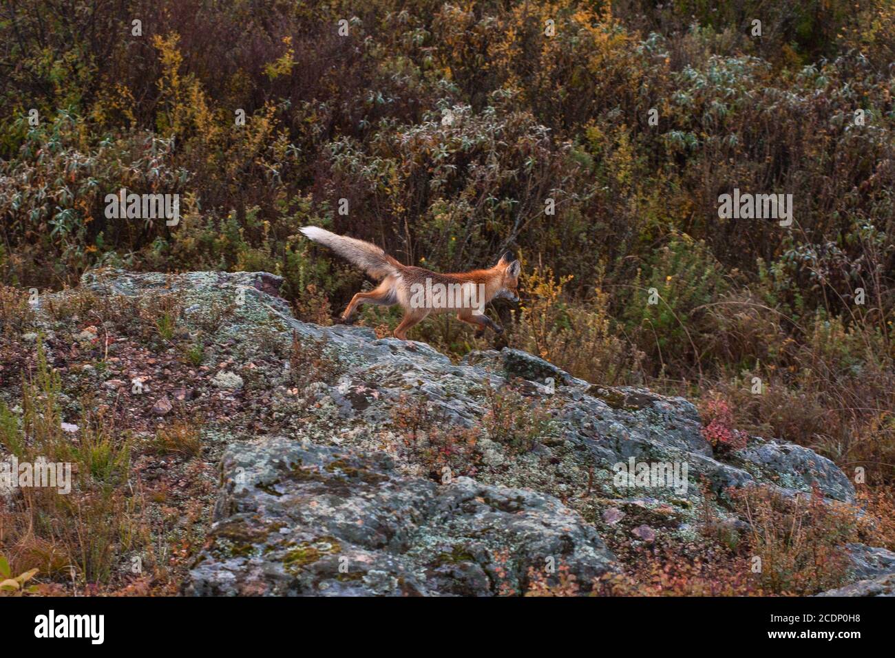Red fox in taiga Stock Photo - Alamy