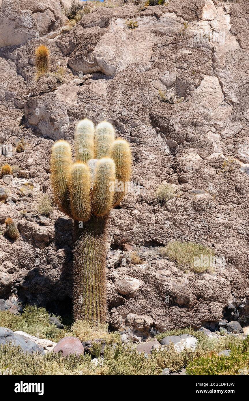 South America - cacti on the Salar de Uyuni in Bolivia Stock Photo
