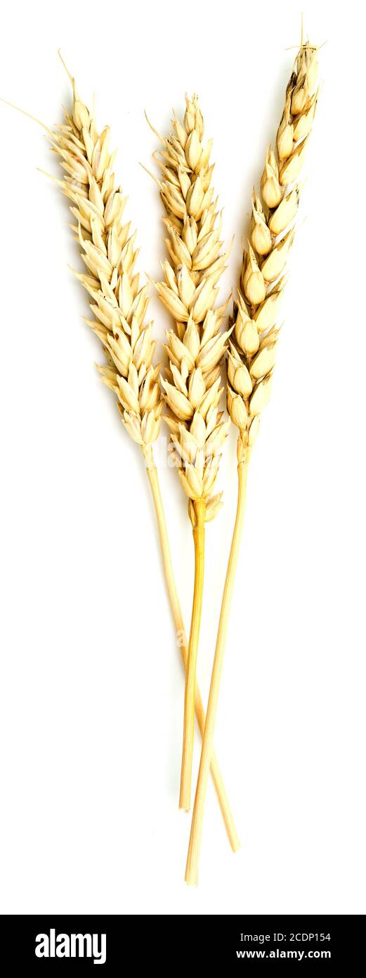 wheat ears on white Stock Photo