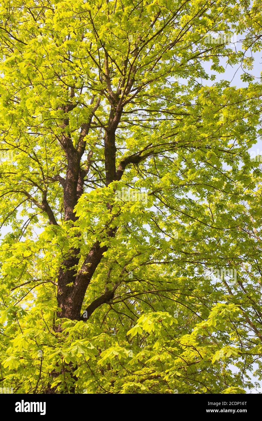 Horse chesnut tree in spring foliage Stock Photo