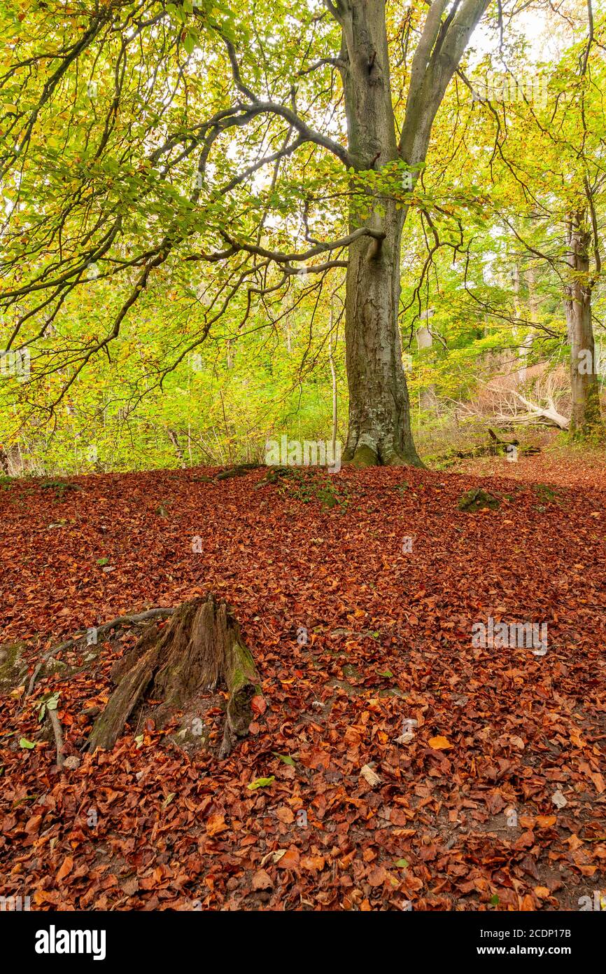 Trees in autumn, Clwydian Range, North Wales Stock Photo