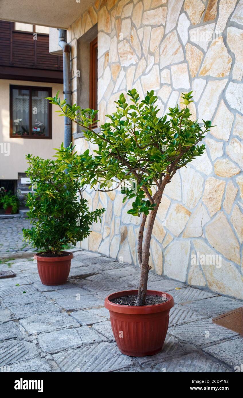 Trees in pots outdoors Stock Photo Alamy