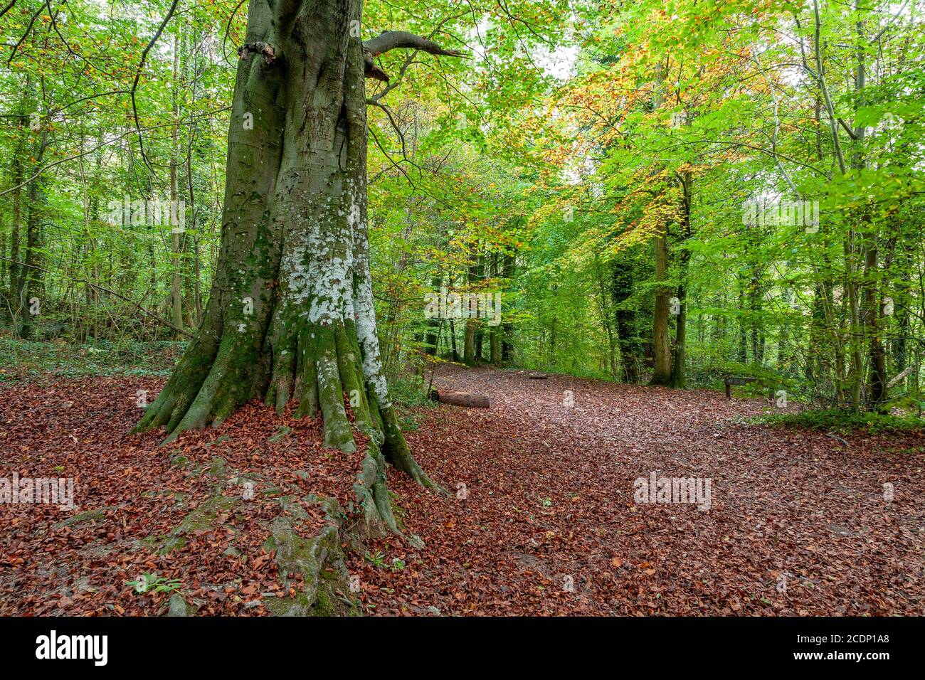 Trees in autumn, Clwydian Range, North Wales Stock Photo