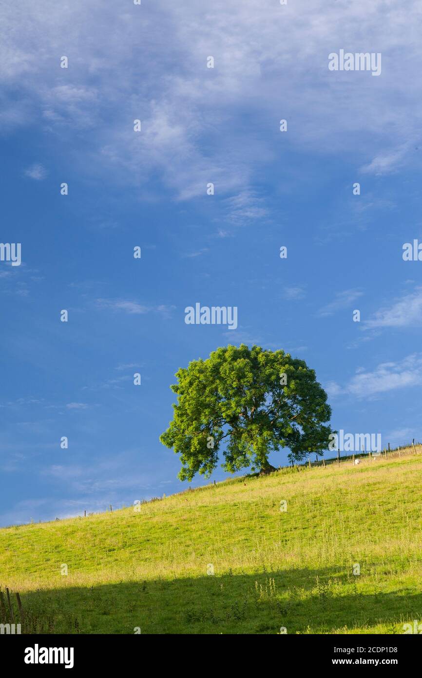 Solitary tree in sunlight, Cilcain, North Wales Stock Photo