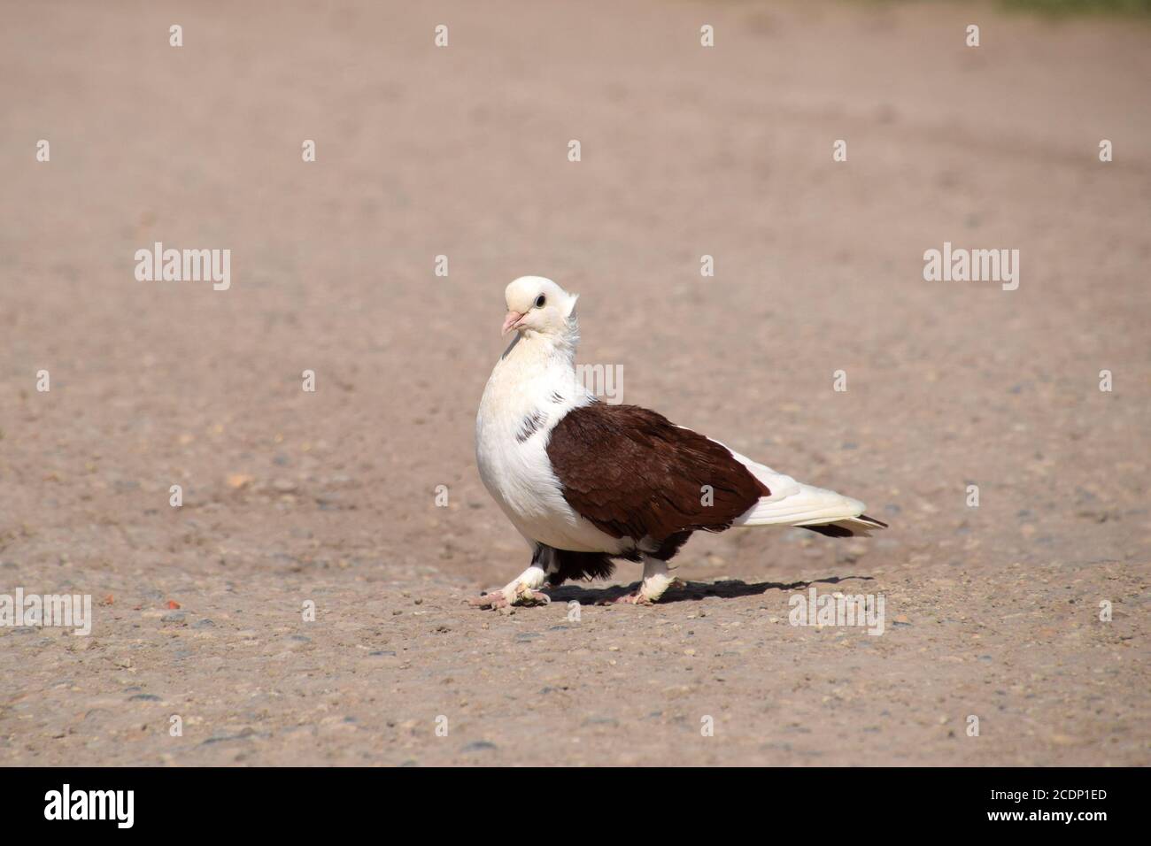 Purebred white-brown pigeon Stock Photo