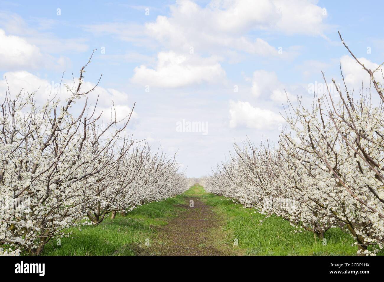 Flowering plum garden Stock Photo Alamy