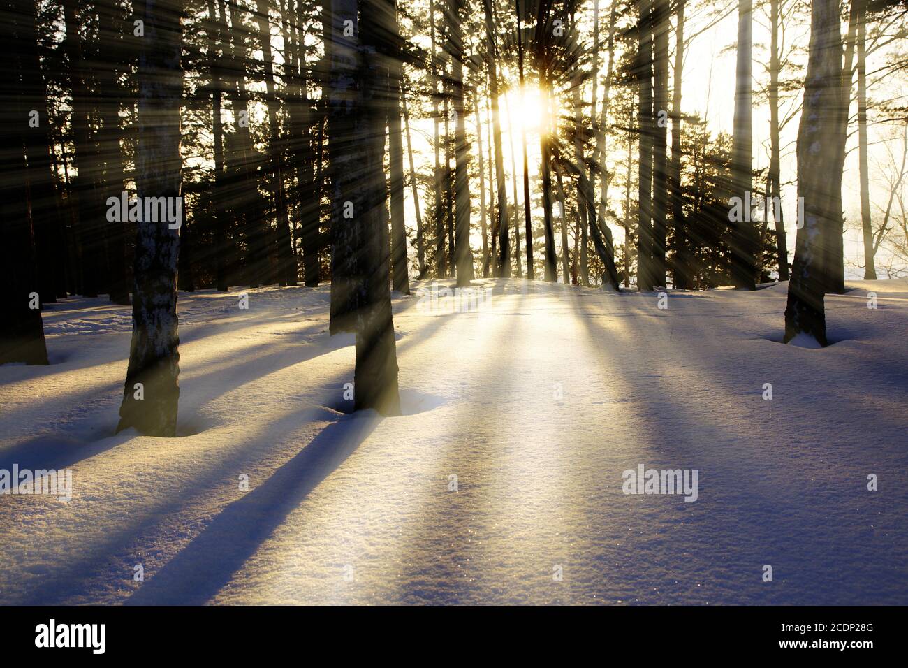 Sun rays through trees hi-res stock photography and images - Alamy