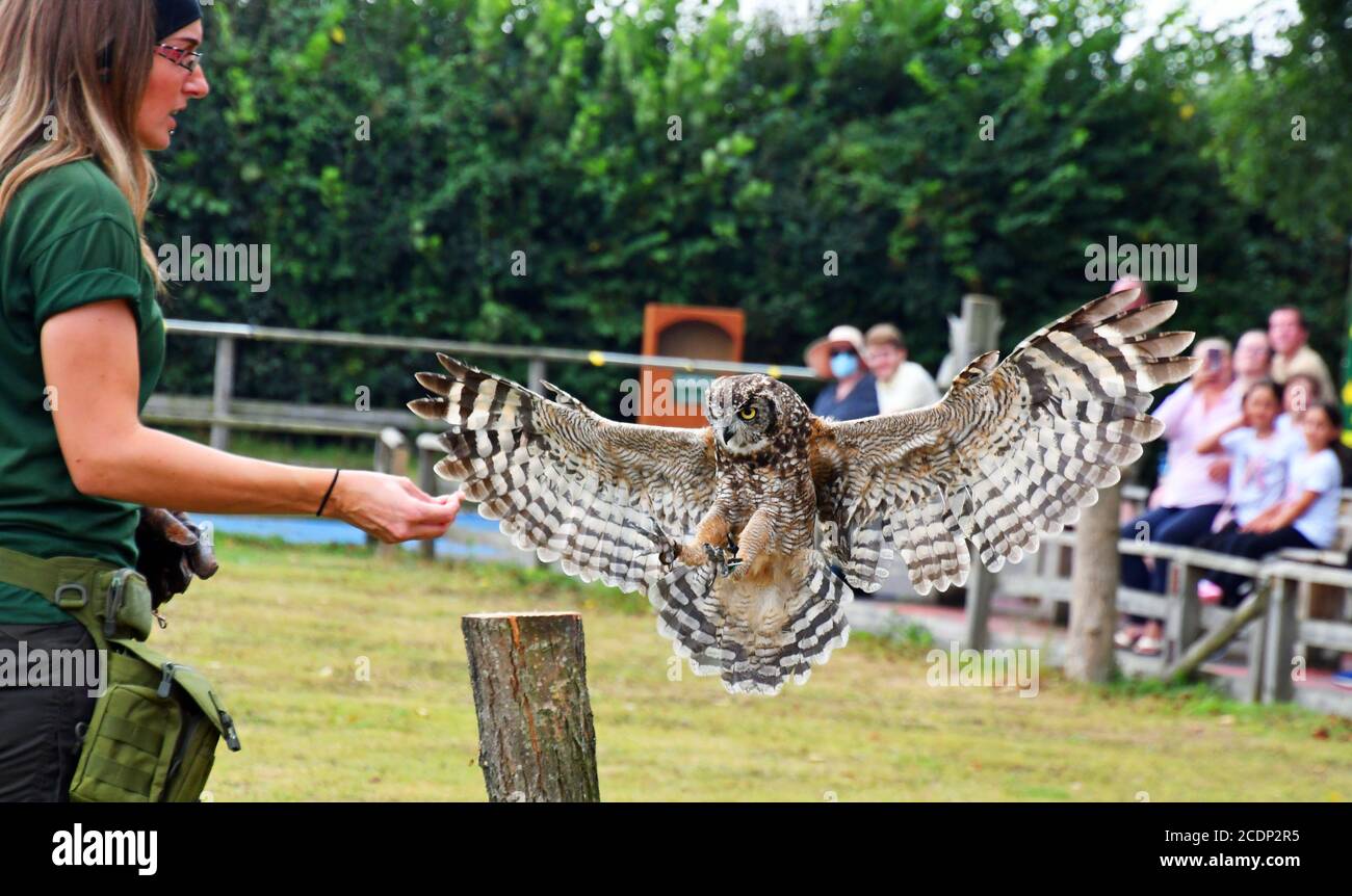 Eagle owl in flight at the Suffolk Owl Sanctuary, Stonham Aspal, Suffolk, UK Stock Photo