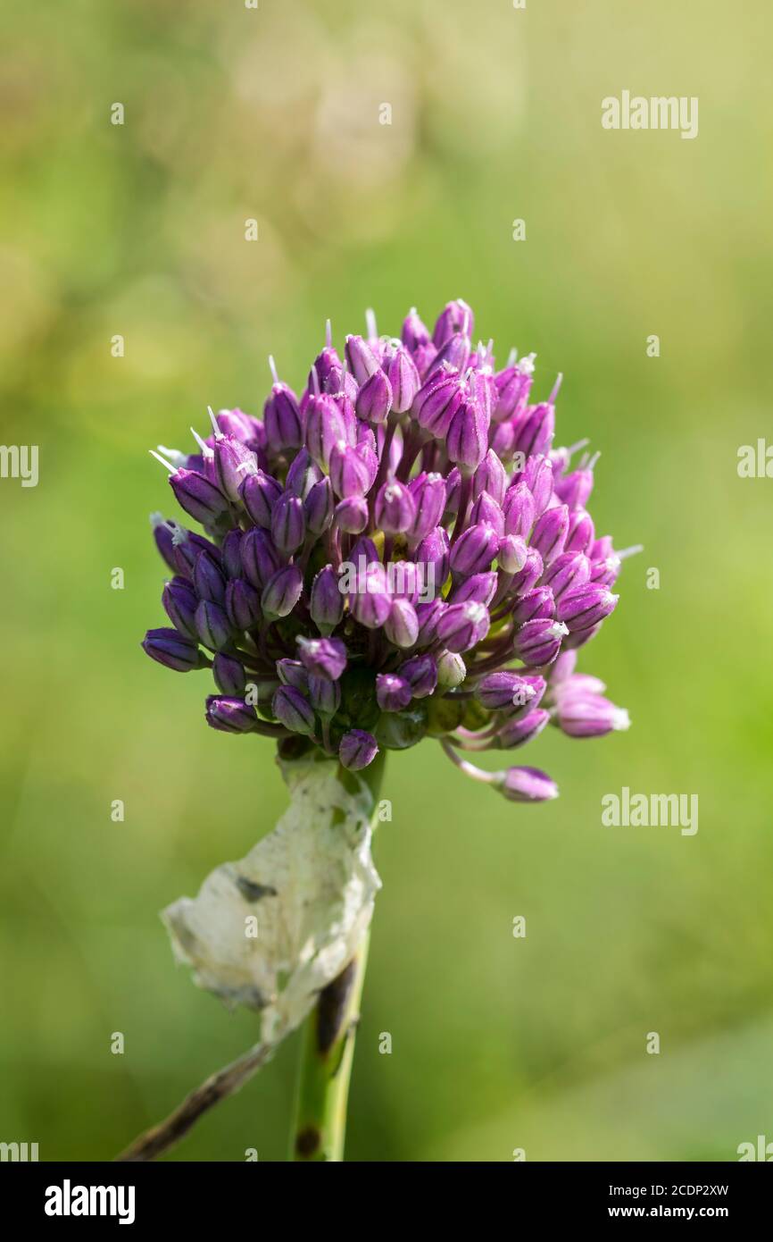 Allium ampeloprasum babingtonii or Babingtons Leek growing on the North Wales coast near Abergele. Not to be confused with wild onion. Stock Photo
