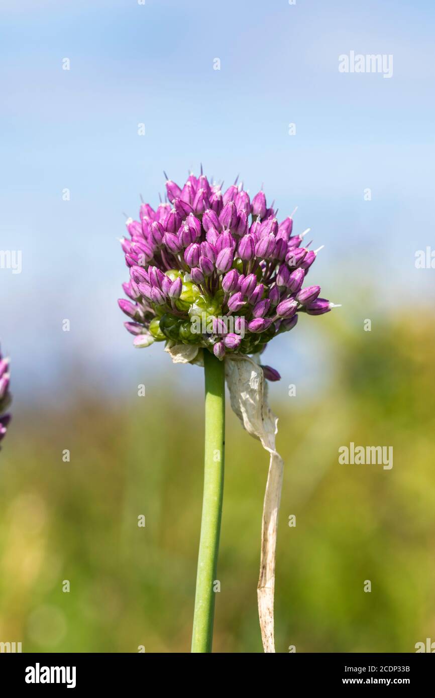 Allium ampeloprasum babingtonii or Babingtons Leek growing on the North Wales coast near Abergele. Not to be confused with wild onion. Stock Photo