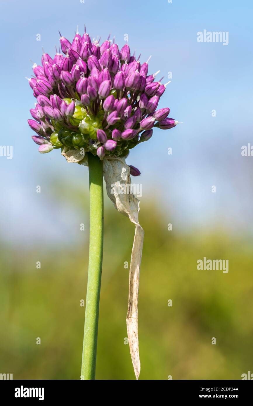 Allium ampeloprasum babingtonii or Babingtons Leek growing on the North Wales coast near Abergele. Not to be confused with wild onion. Stock Photo