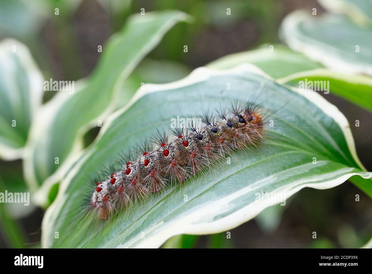 Lymantria Dispar Moth High Resolution Stock Photography and Images - Alamy