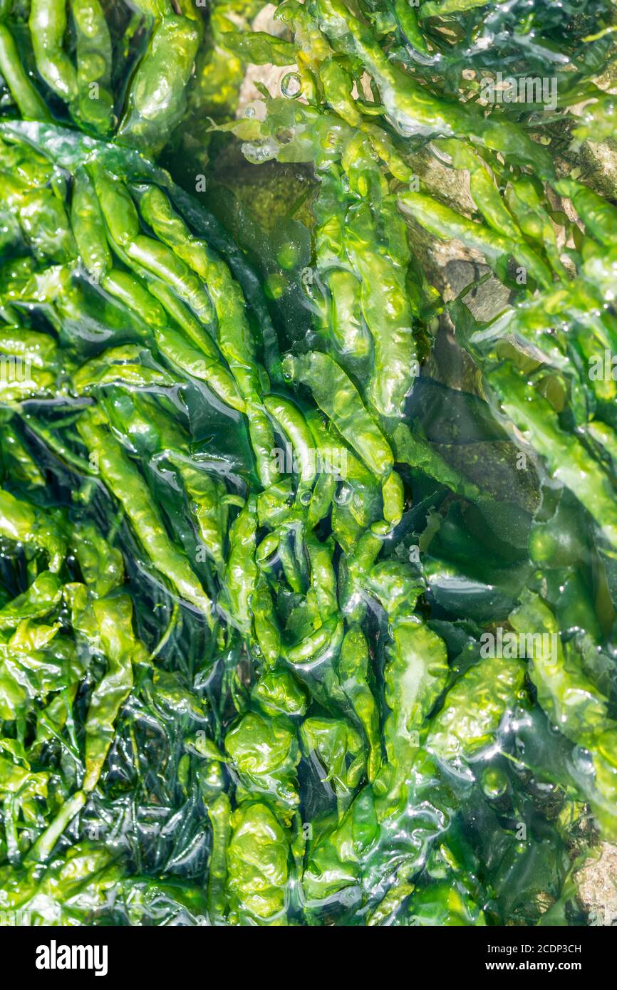 Enteromorpha intestinalis or Grass Kelp edible seaweed Stock Photo Alamy