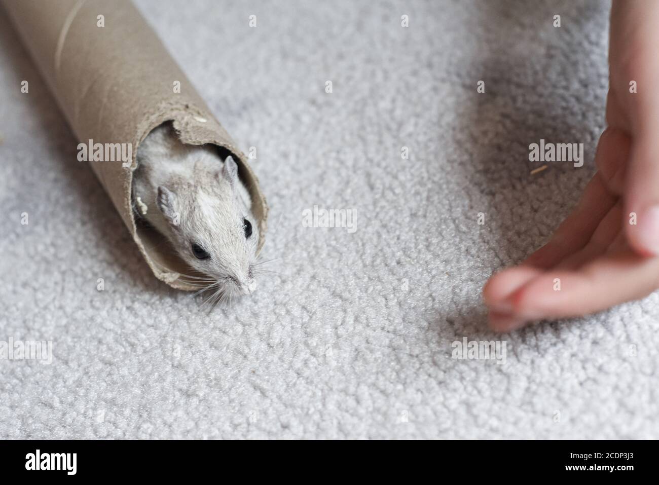 Pet gerbil playing with cardboard tube indoors Stock Photo Alamy
