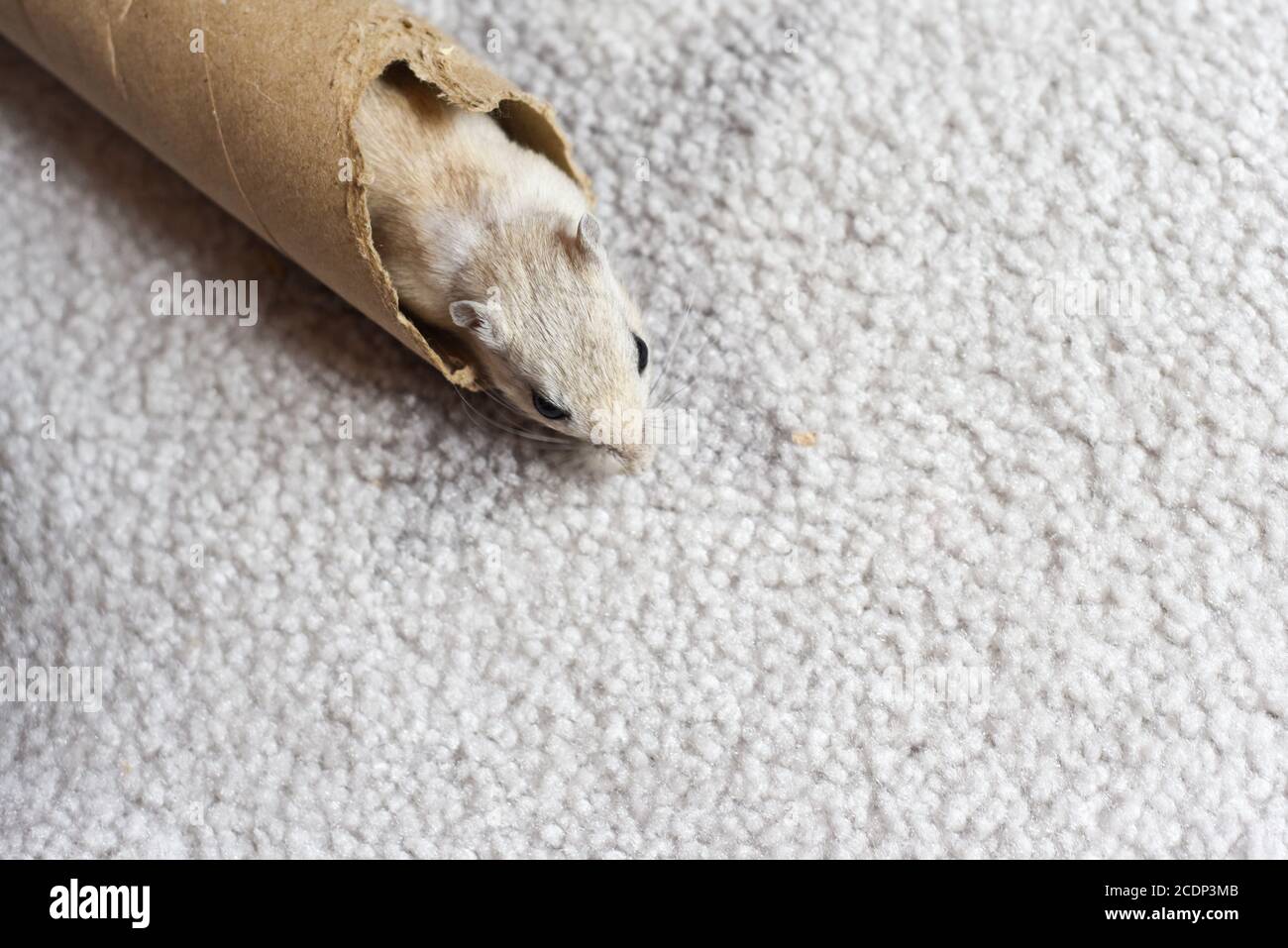 Pet gerbil playing with cardboard tube indoors Stock Photo Alamy