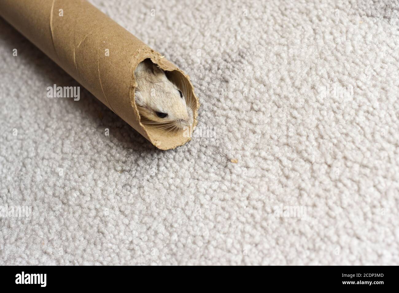 Pet gerbil playing with cardboard tube indoors Stock Photo Alamy