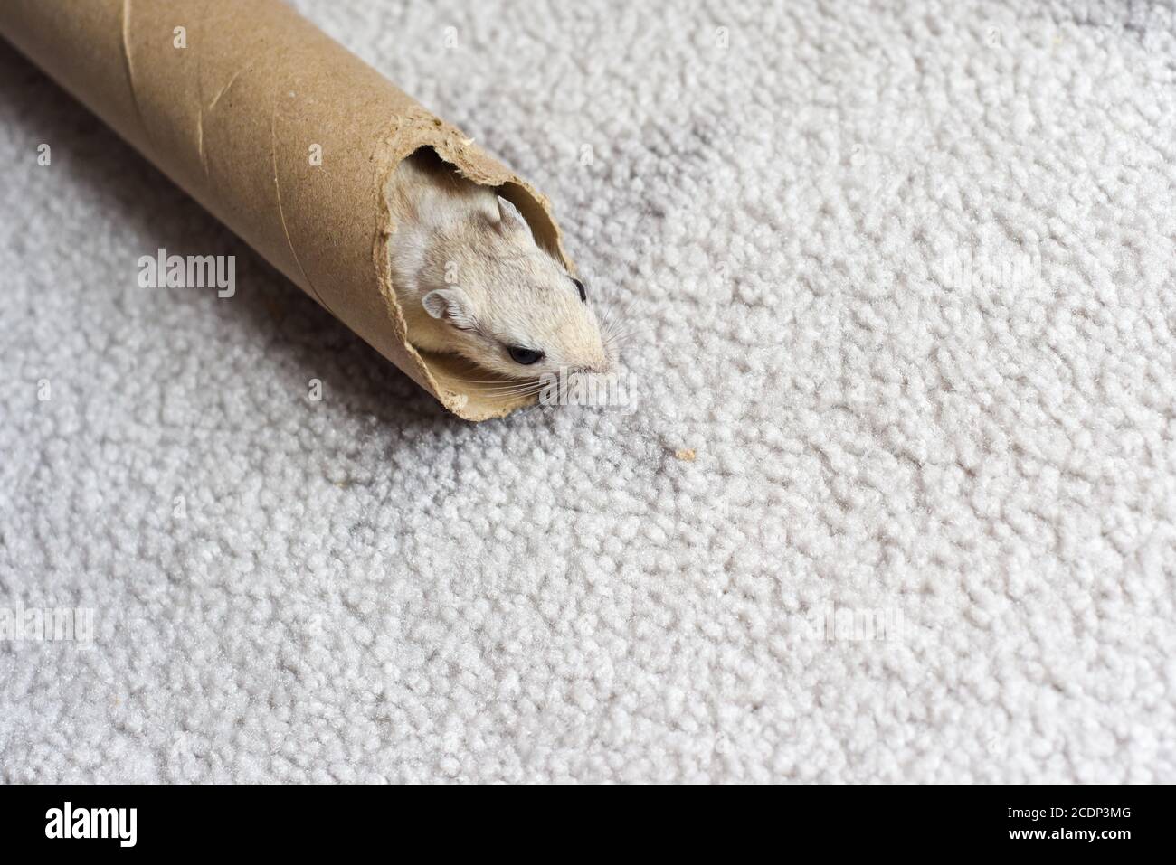 Pet gerbil playing with cardboard tube indoors Stock Photo Alamy
