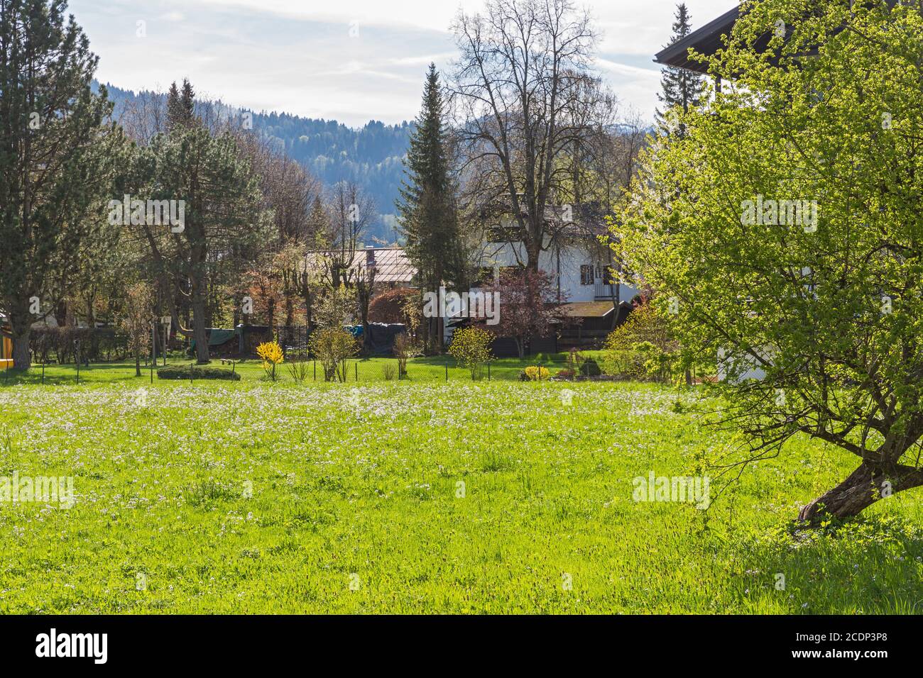 Frühlingswiese, Wiesenblumen, Garten, Oberstdorf, Wohnhaus, Bayern, Deutschland Stock Photo