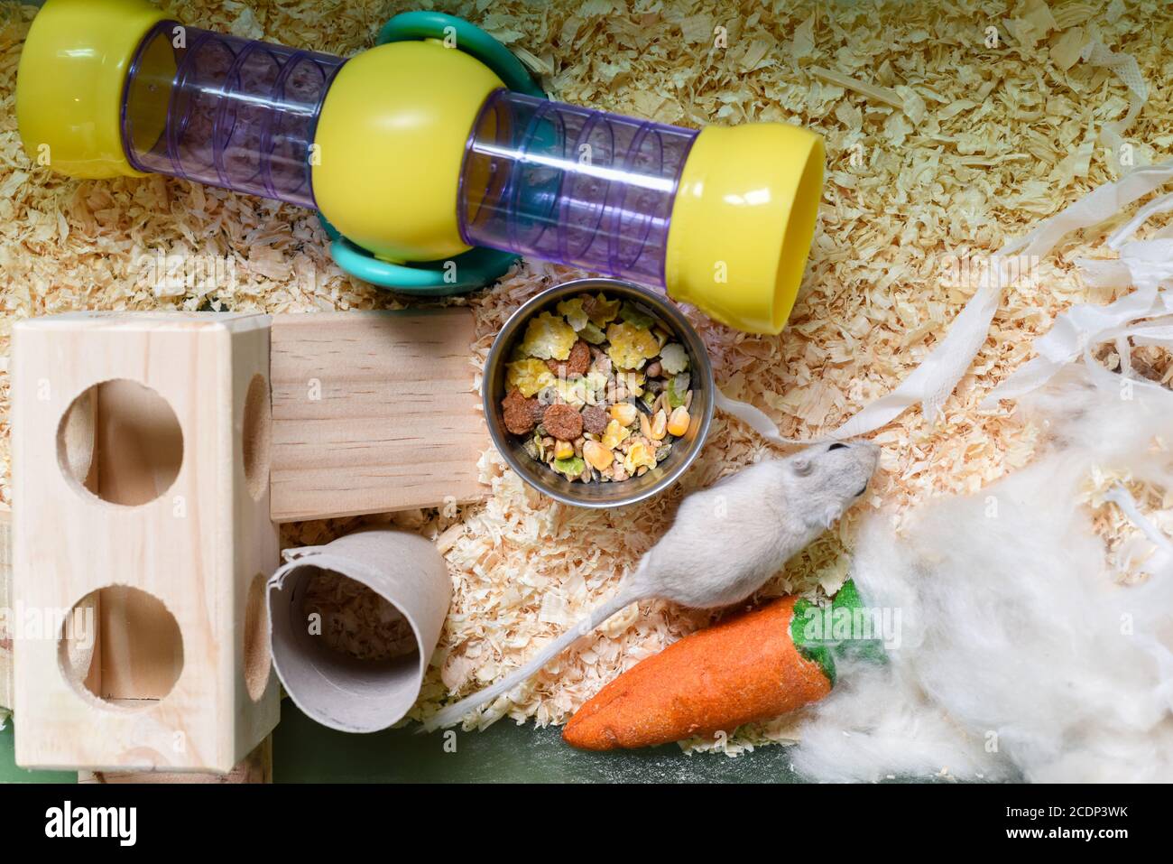 Pet gerbil playing with cardboard tube indoors Stock Photo Alamy