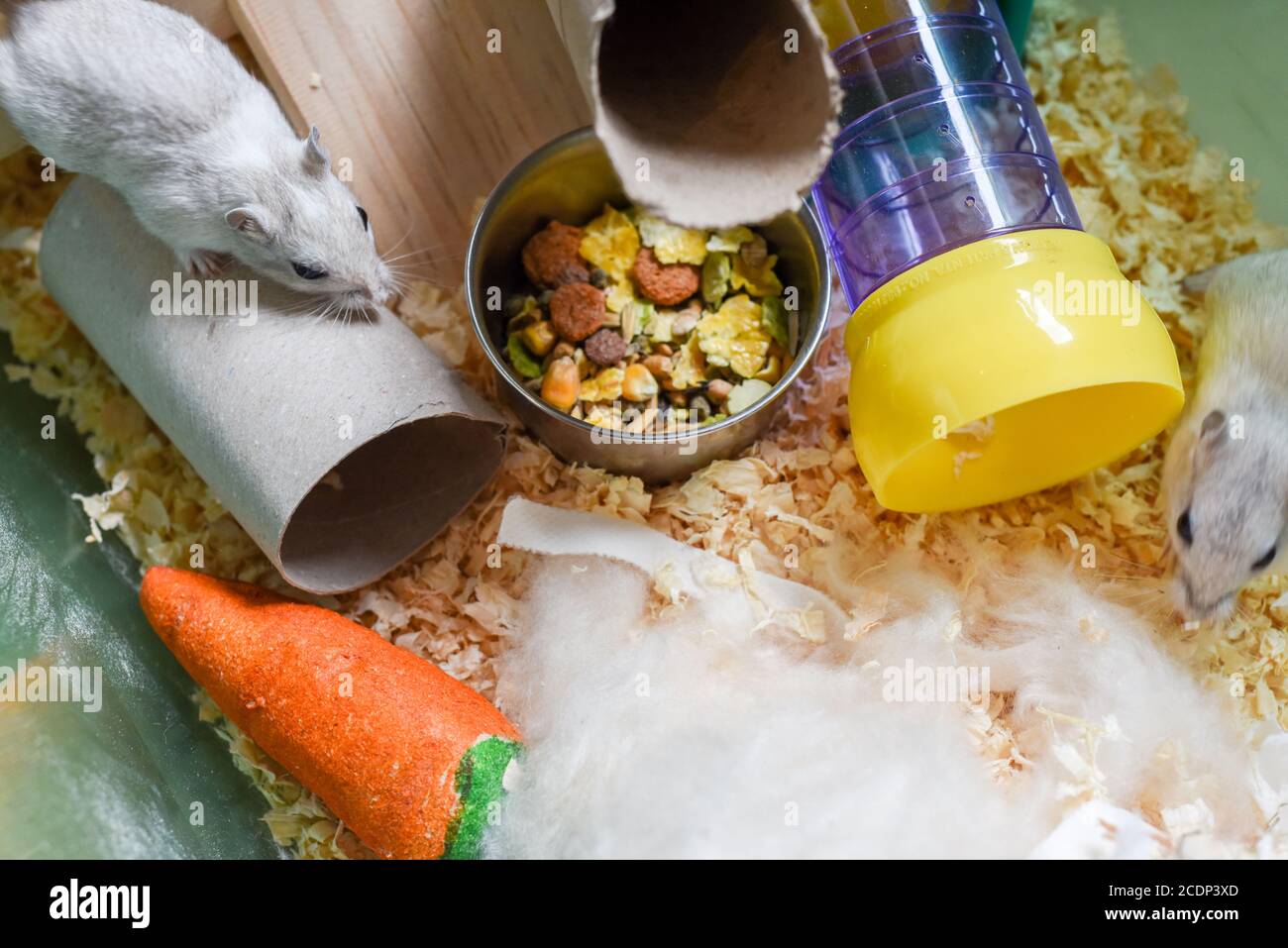 Pet gerbil playing with cardboard tube indoors Stock Photo Alamy