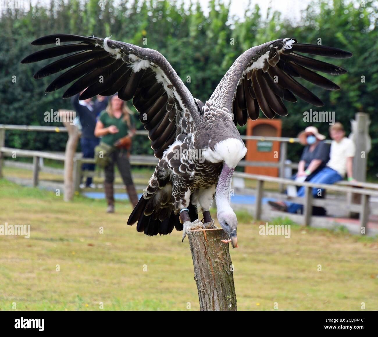 Vulture in the birds of prey display at Suffolk Owl Sanctuary, Stonham Aspal, Suffolk, UK Stock Photo