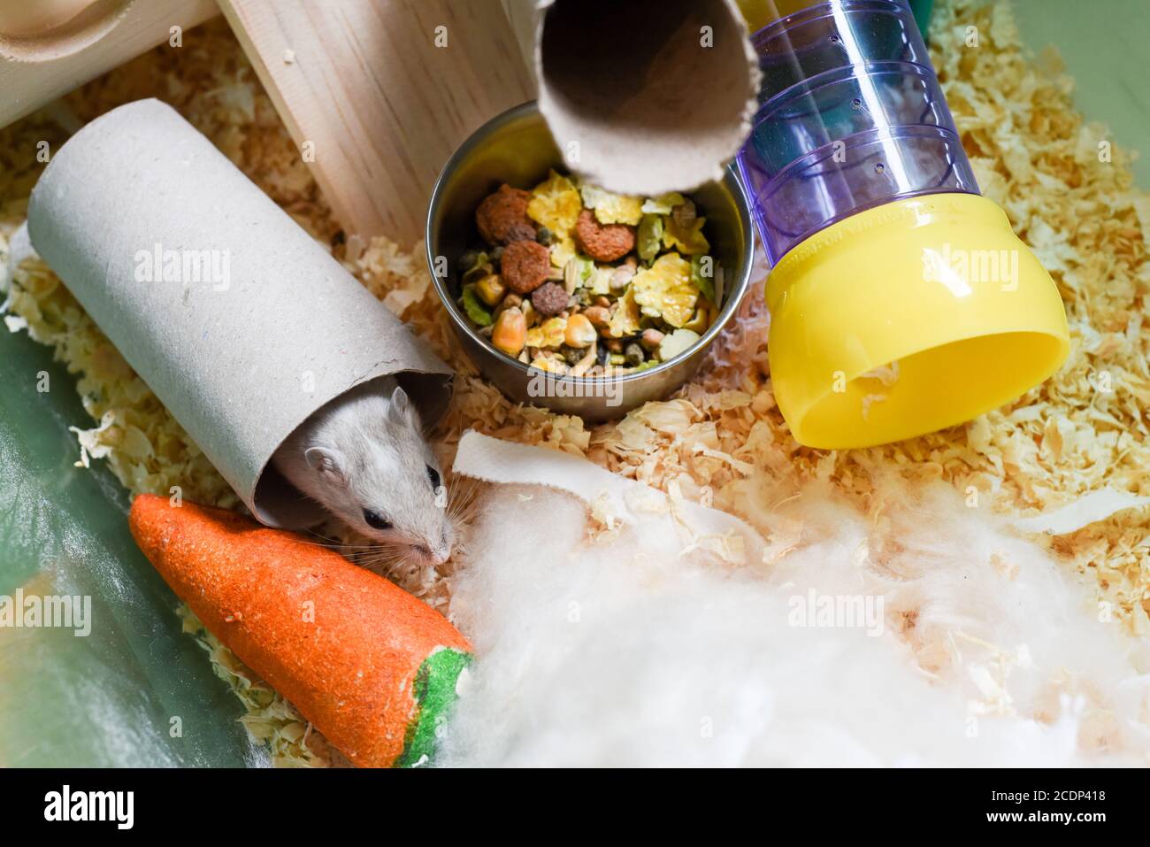 Pet gerbil playing with cardboard tube indoors Stock Photo Alamy