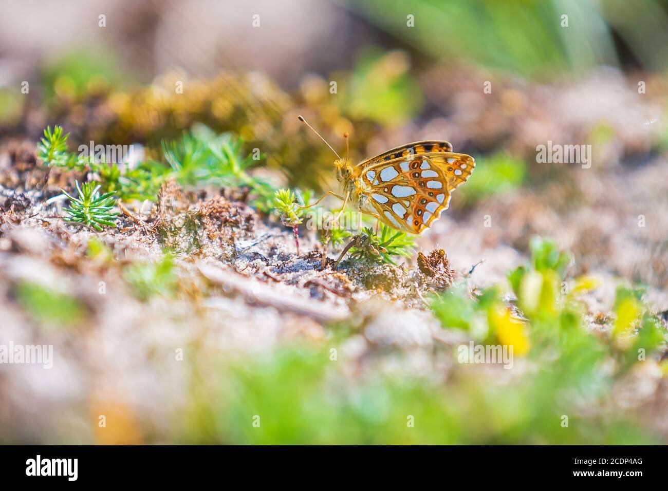 Queen of spain fritillary, issoria lathonia, butterfly resting in a meadow. Coastal dunes landscape, daytime bright sunlight. Stock Photo