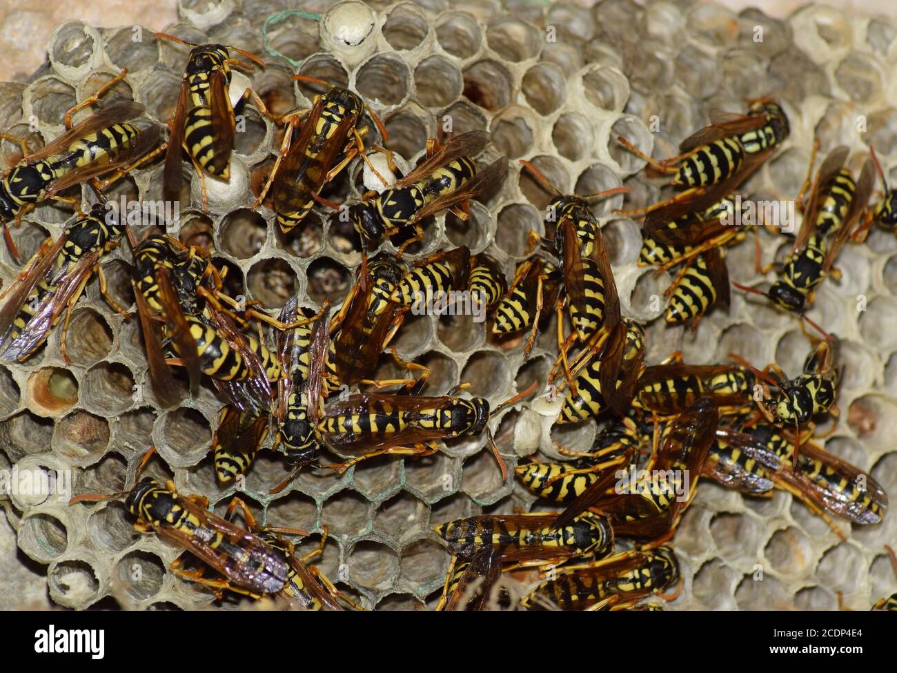 Wasp nest with wasps sitting on it. Stock Photo