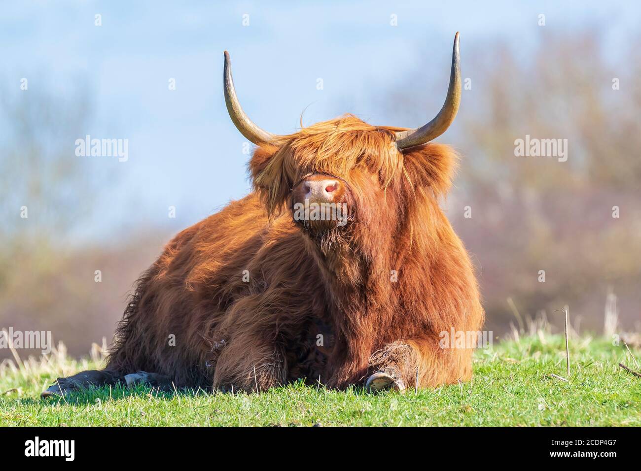 Closeup of brown red Highland cattle, Scottish cattle breed Bos taurus with long horns resting in grassland Stock Photo