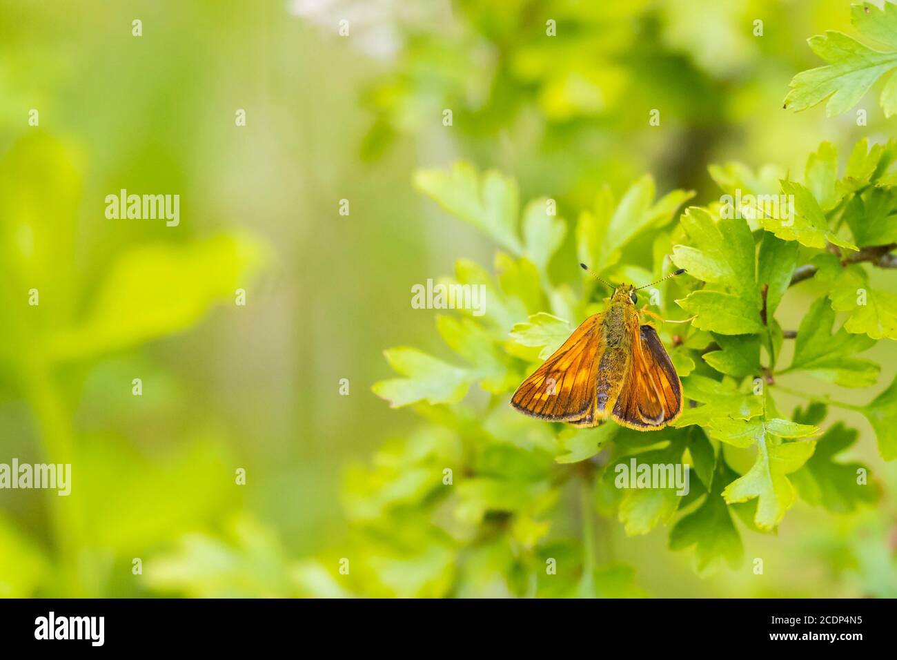 Closeup of a large skipper Ochlodes sylvanus butterfly on a green leaf, resting. Stock Photo