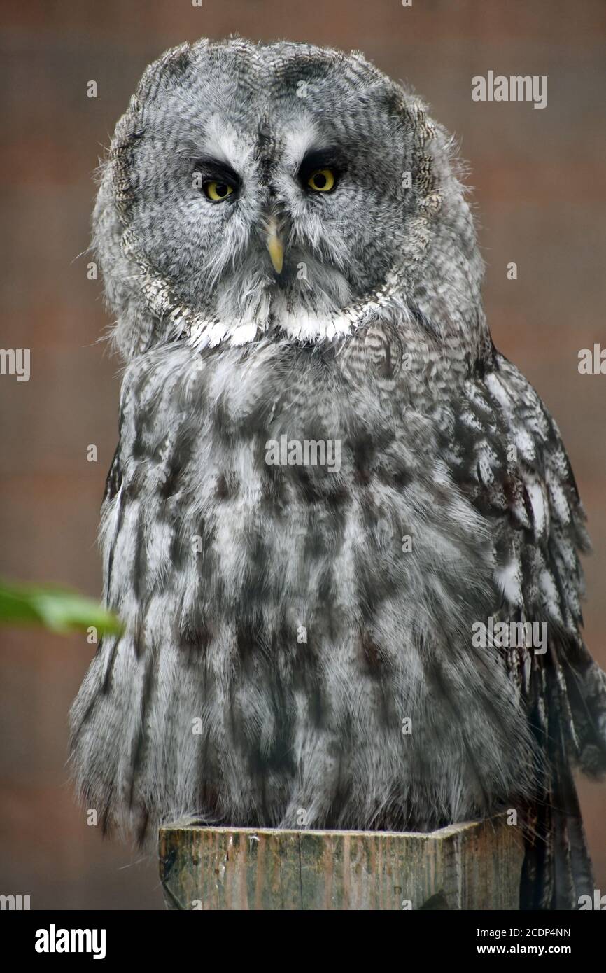 Grey Owl at Suffolk Owl Sanctuary, Stonham Aspal, Suffolk, UK Stock Photo