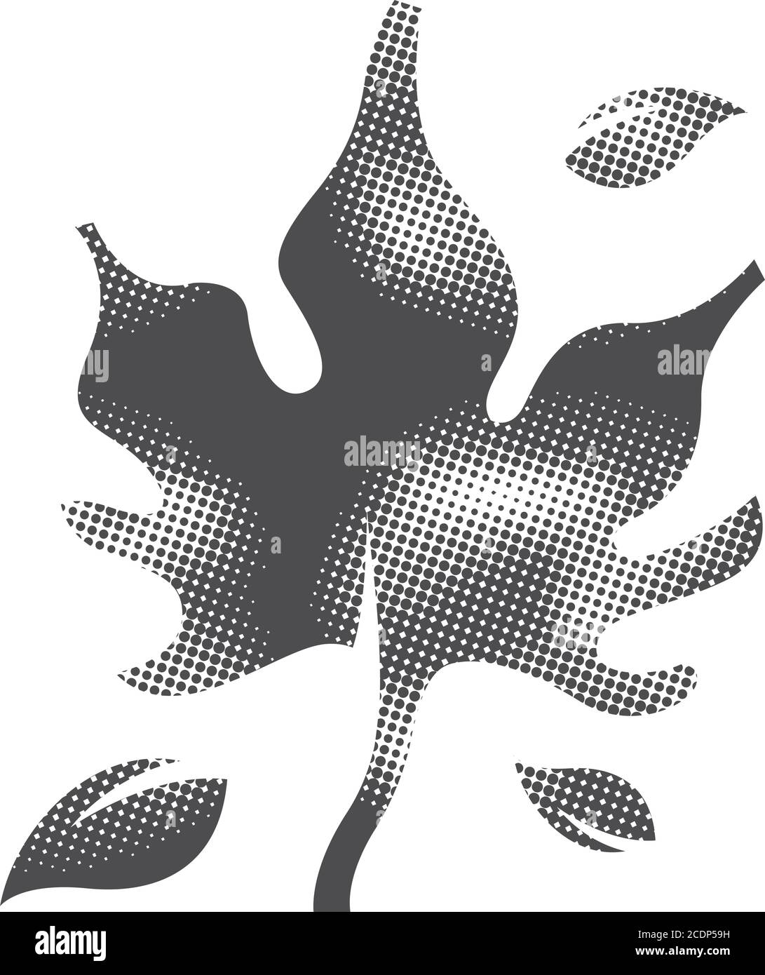 Red vein maple Black and White Stock Photos & Images - Alamy