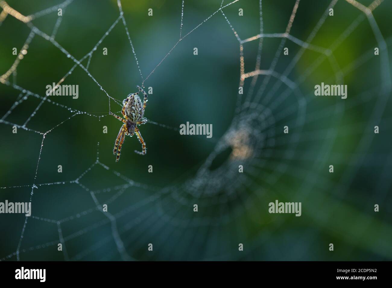 Cross spider sitting on web in summertime morning Stock Photo - Alamy