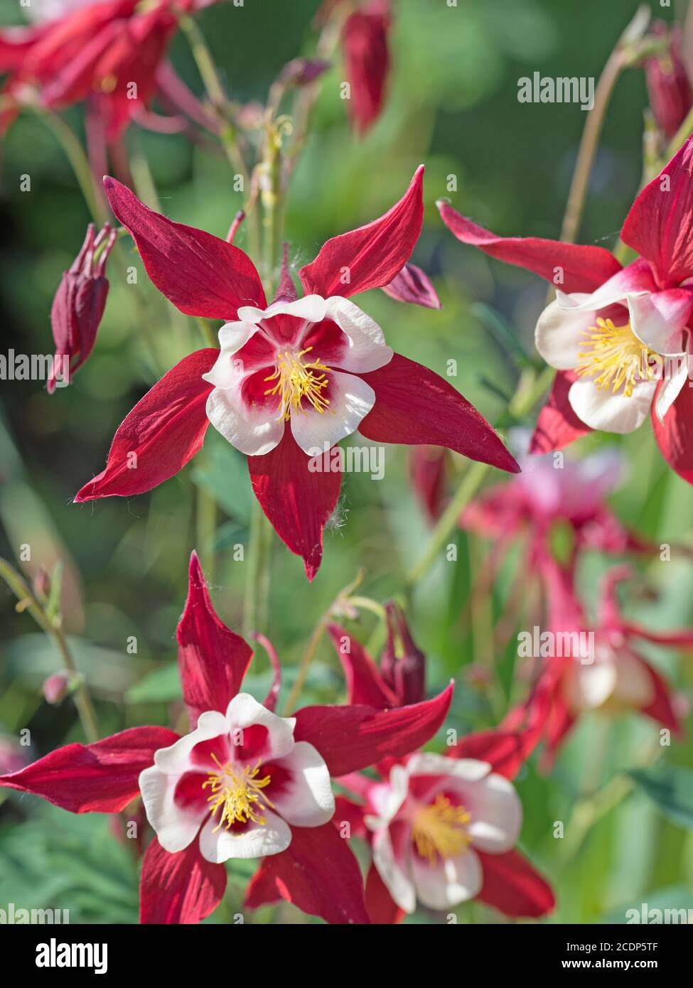 Blooming red columbine in the garden Stock Photo
