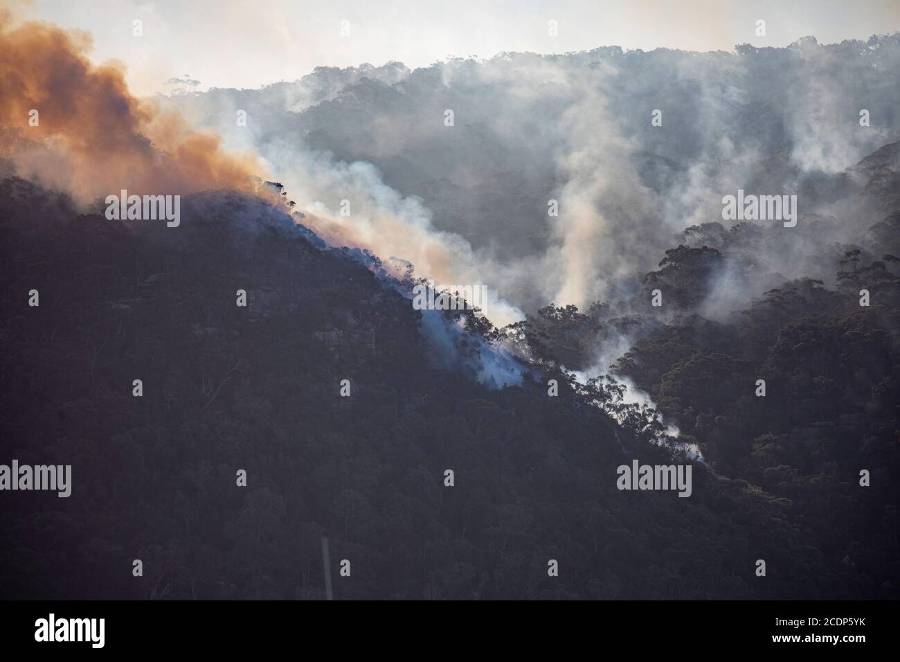 Controlled back burning hazard reduction burn in Ku ring Gai national park Australia ahead of